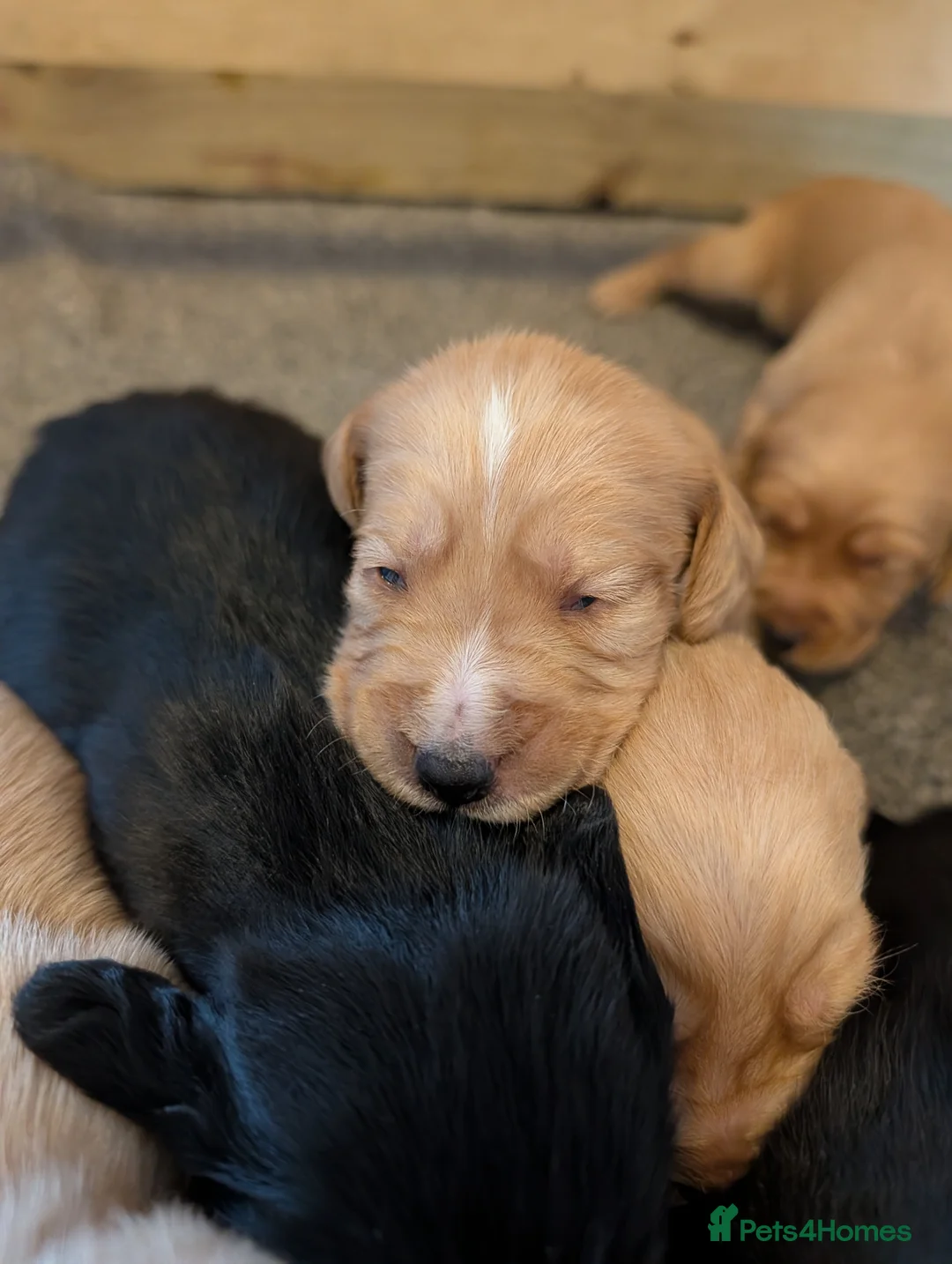 Cockerdor dogs for sale: Gorgeous F1 Cockerdor puppies for Sale in Ashbourne - Advert 17
