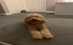 Labradoodle dogs for sale: Miniature Labradoodle  - Advert 26
