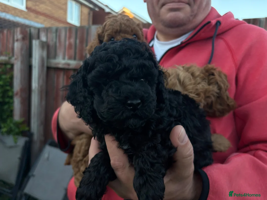 Cavapoo dogs for sale: Beautiful F1b Cavapoo Girls | Ready Soon - Advert 15