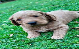 Mini Goldendoodle dogs for sale: Goldendoodle Puppies F2– Therapy & Support Dog Mum - Image 14