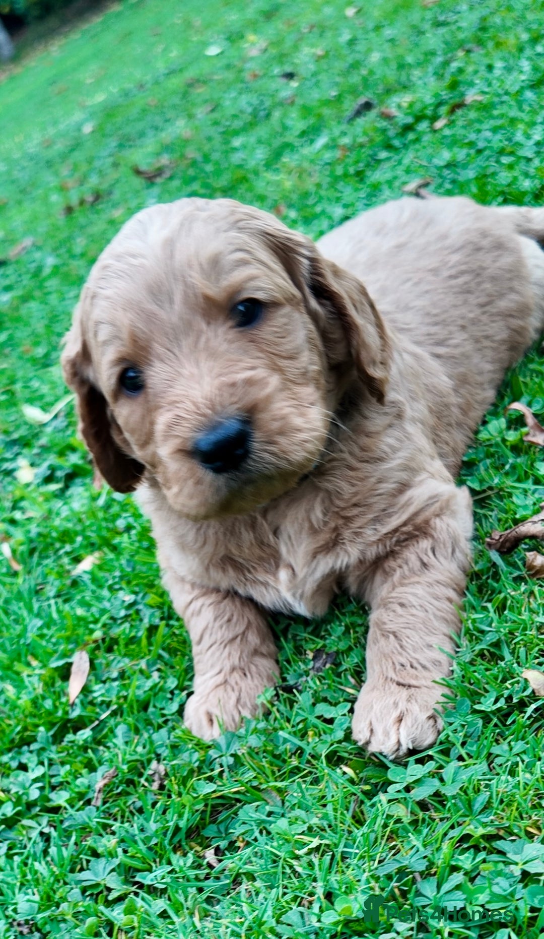 Mini Goldendoodle dogs for sale: Goldendoodle Puppies F2– Therapy & Support Dog Mum - Image 14