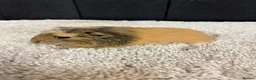 Guinea Pig rodents for sale: Baby Guinea pigs - Advert 11