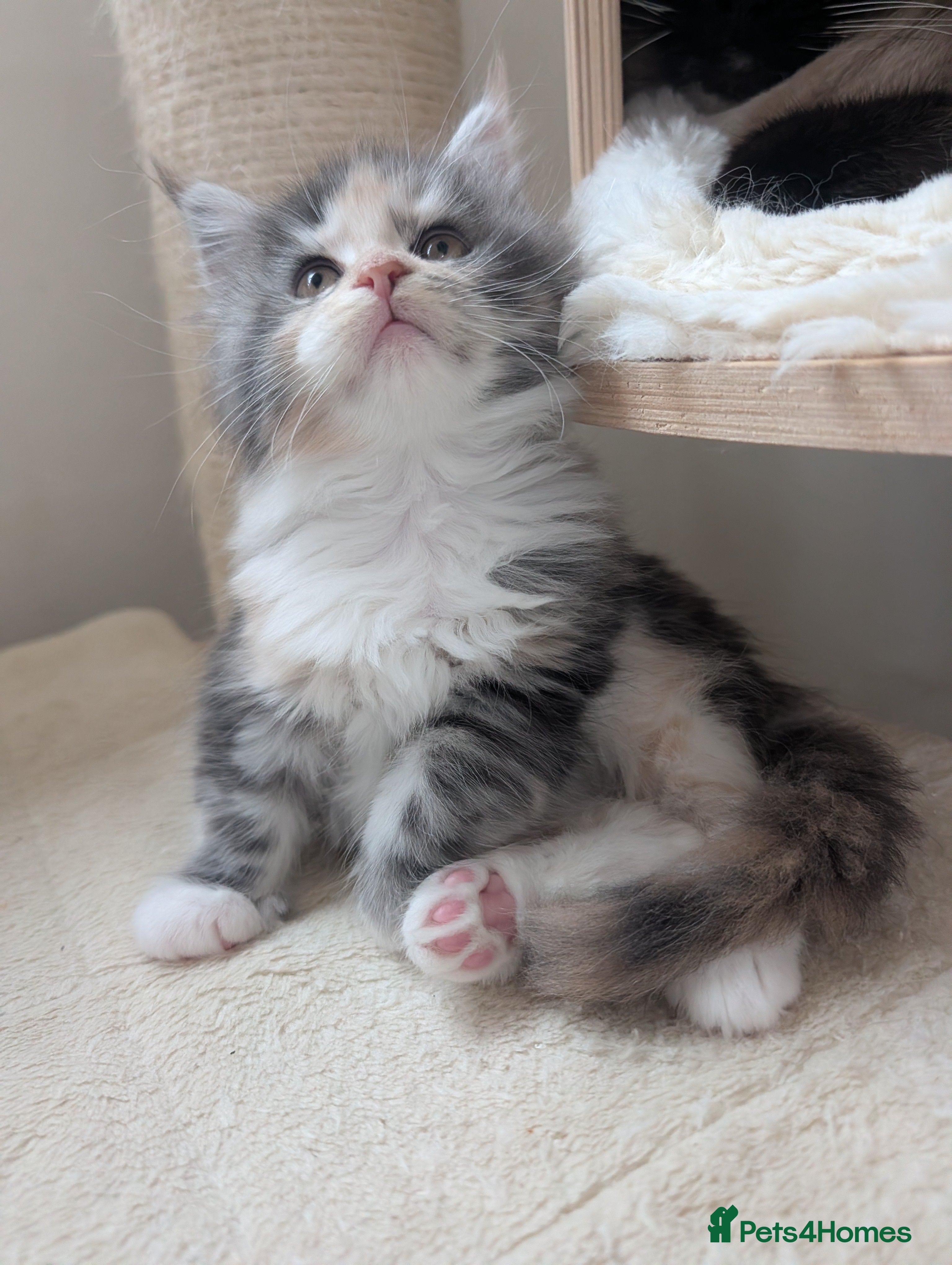 Maine Coon cats Beautiful Tica Registered Maine Coon kittens  - Advert 1