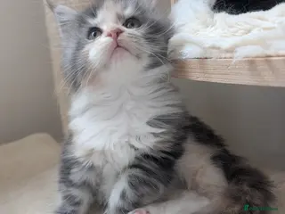 Maine Coon cats Beautiful Tica Registered Maine Coon kittens - Advert 3