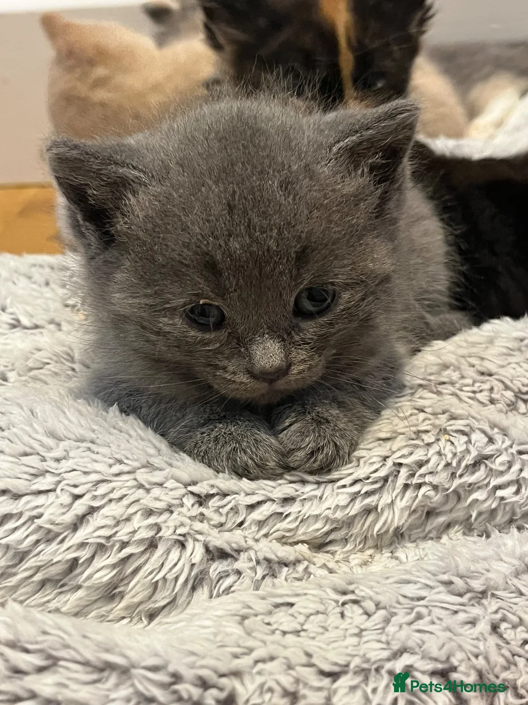 Mixed Breed cats for sale: British shorthair mix kittens - Advert 6