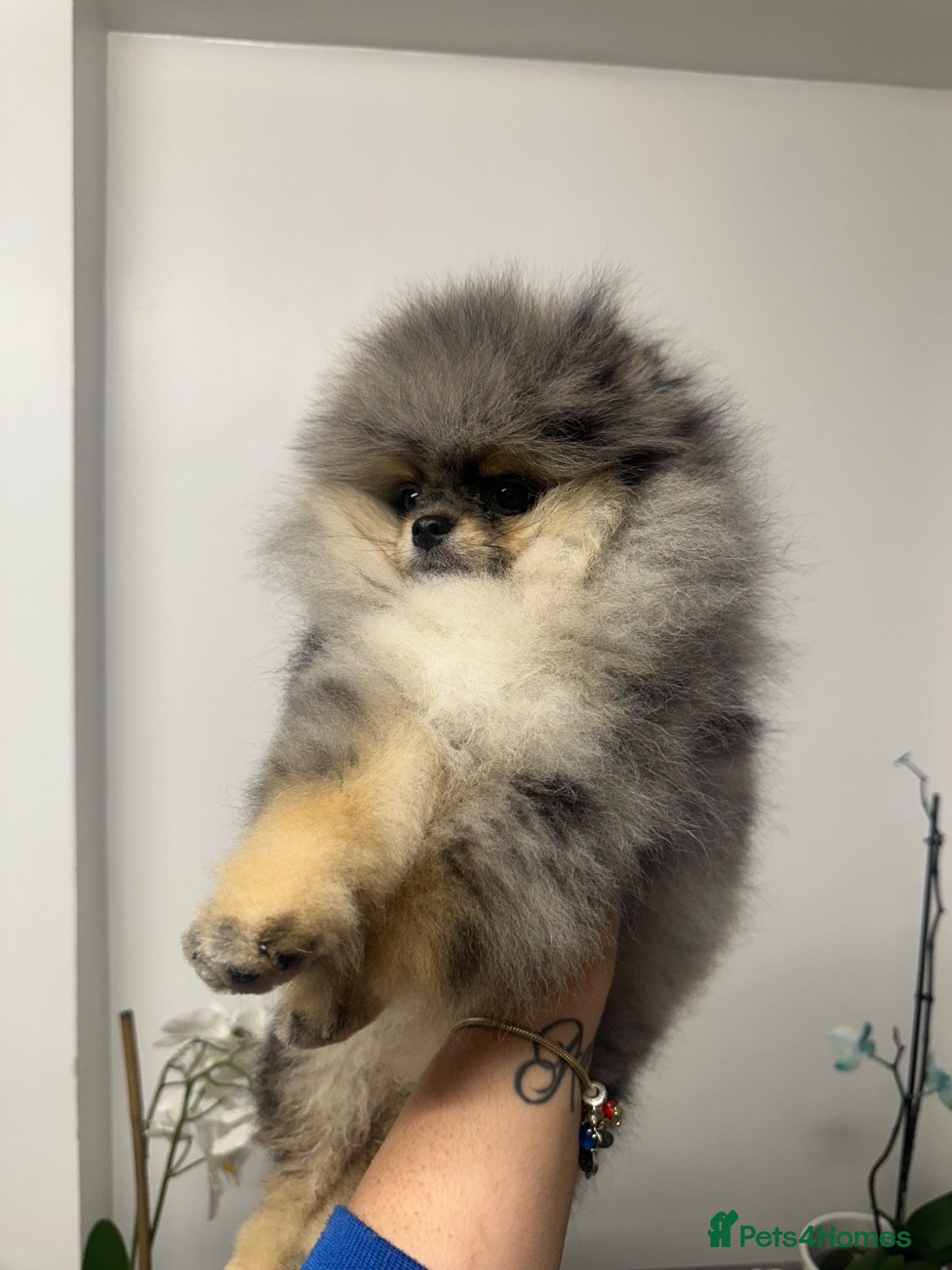 Pomeranian dogs Beautiful Pomeranians 🖤🤍 - Advert 5