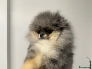 Pomeranian dogs Beautiful Pomeranians 🖤🤍 - Advert 5