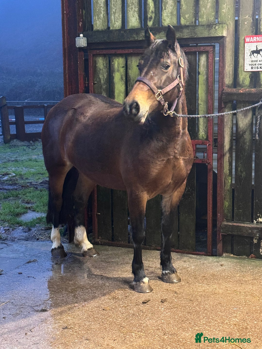 Welsh Section D horses for sale: Show Stopping  Welsh D Mare  - Advert 3