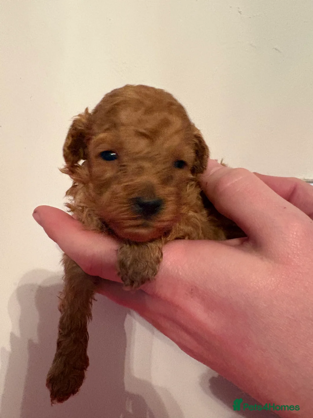 Toy Poodle dogs for sale: Beautiful litter of toy poodle puppies - Advert 2