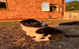Border Collie dogs for sale: 10 Beautiful Border Collie Puppies - Image 5