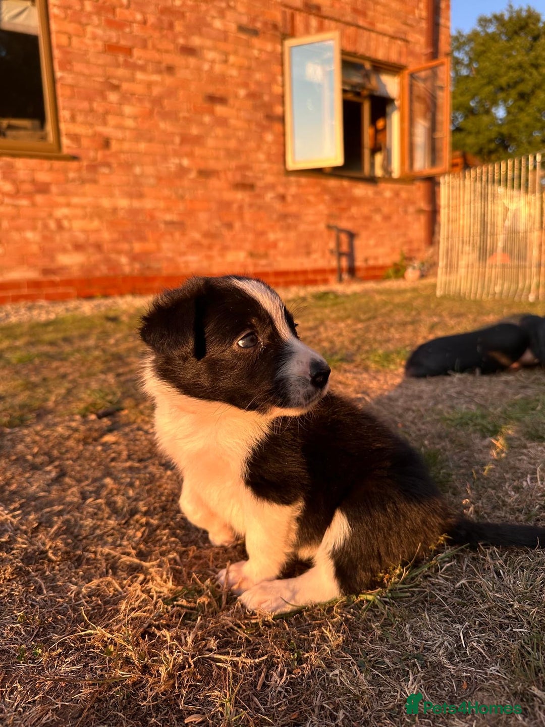 Border Collie dogs for sale: 10 Beautiful Border Collie Puppies - Image 5