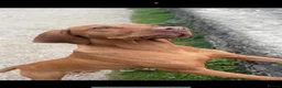 Hungarian Vizsla dogs for sale: Champion KC registered Hungarian Vizsla puppies  - Advert 14