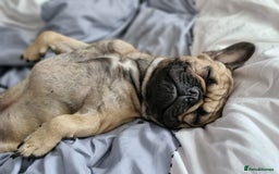 French Bulldog dogs for sale: Frank&fred - Image 5