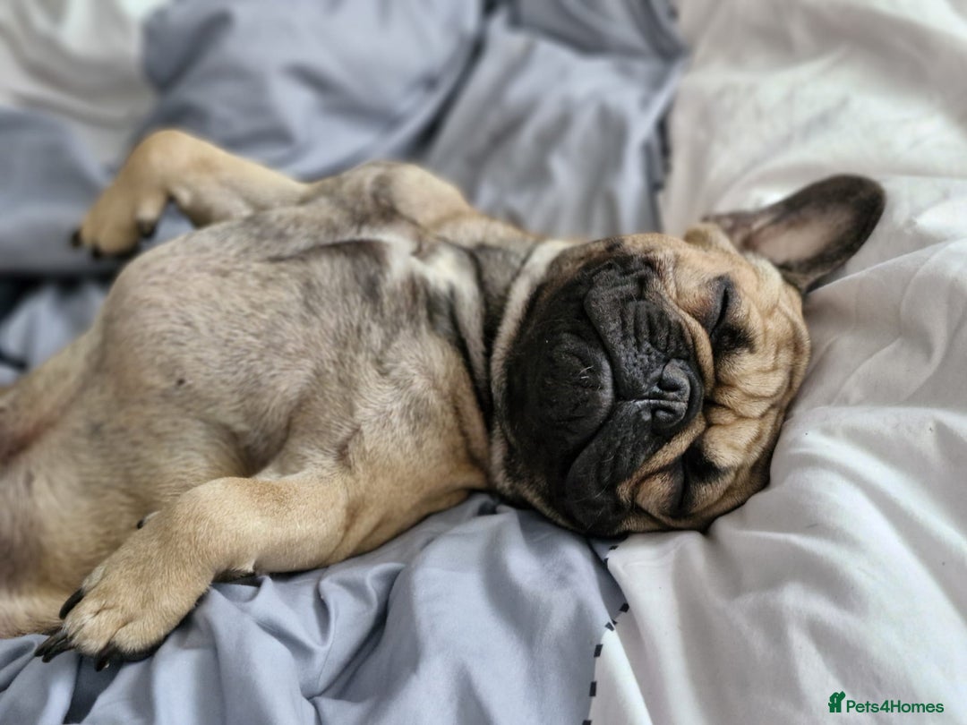 French Bulldog dogs for sale: Frank&fred - Image 5