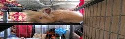Lionhead rabbits for sale: Double maned lionhead sold as 2 girl's, only 1 is. - Advert 2