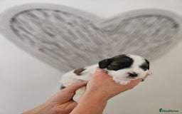 Mixed Breed dogs for sale: Cavapoo/Shihpoo mix - Image 9