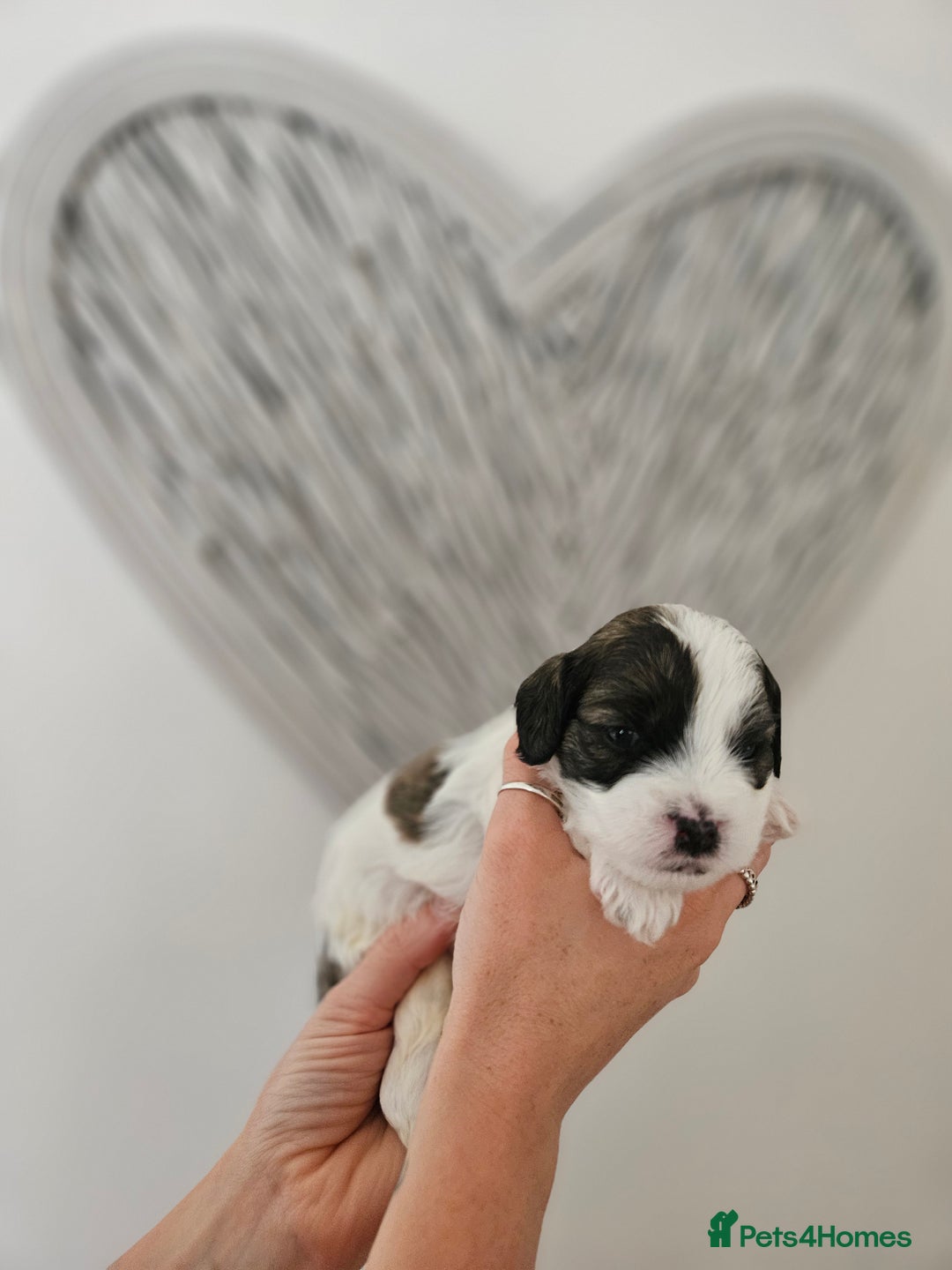 Mixed Breed dogs for sale: Cavapoo/Shihpoo mix - Image 9