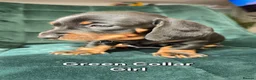 Dachshund dogs for sale: KC Standard Long Haired & Smooth Dachshund Puppies - Advert 7