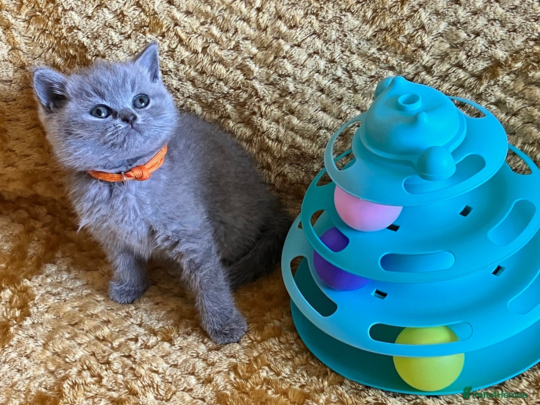 British Shorthair cats for sale: GCCF registered ChampionBloodline 5GENpedigree BSH - Image 30