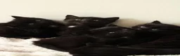 Mixed Breed cats for sale: 🖤 Gorgeous Fluffy Black Kittens–4 Boys & 2 Girls - Advert 11