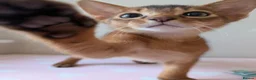 Abyssinian cats for sale: 🩷🩷 Sweet girl 🩷🩷  - Advert 4