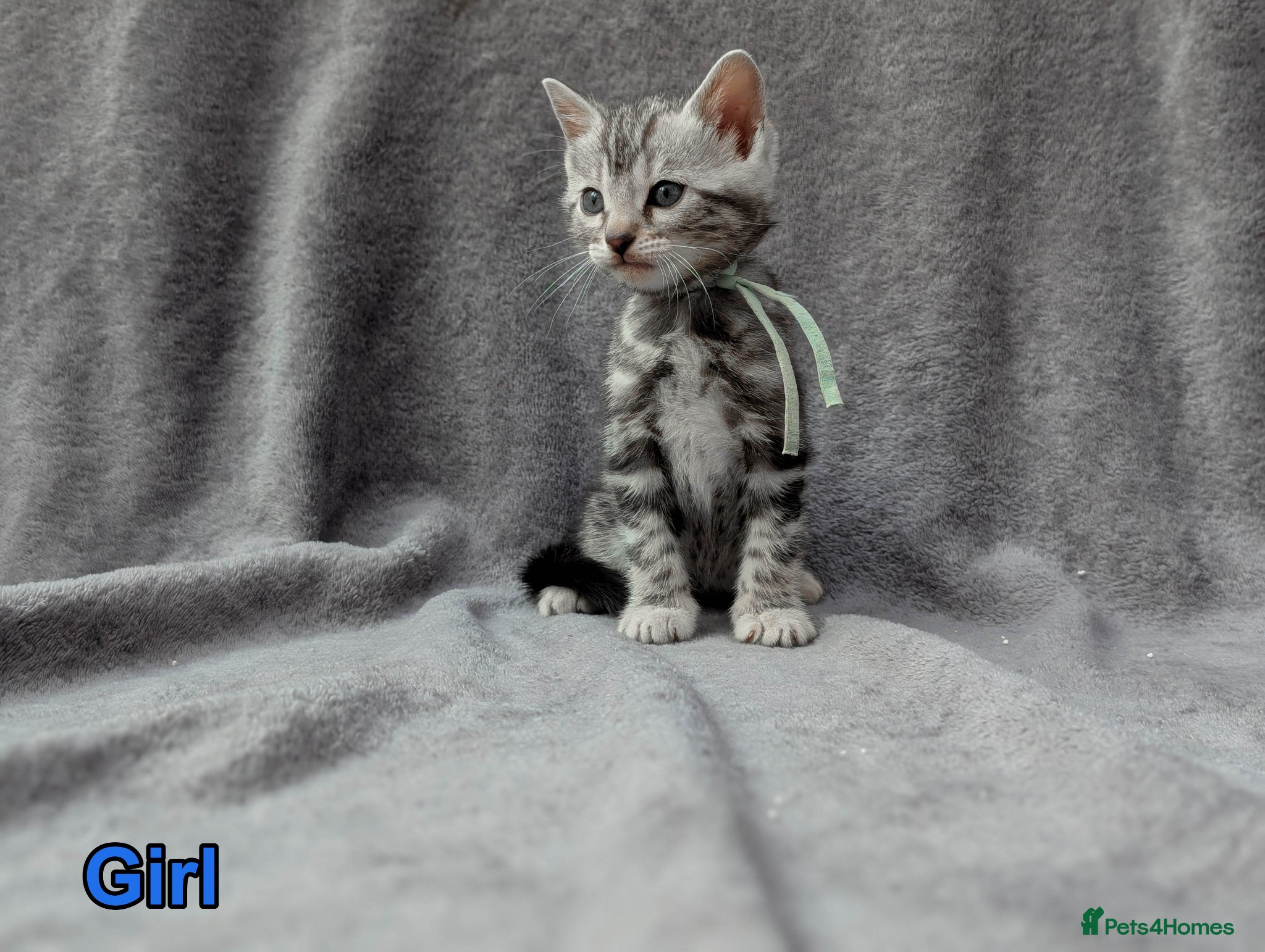 Bengal cats TICA Bengal Kittens | Glitter | Health Tested - Advert 1