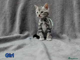 Bengal cats TICA Bengal Kittens | Glitter | Health Tested - Advert 1