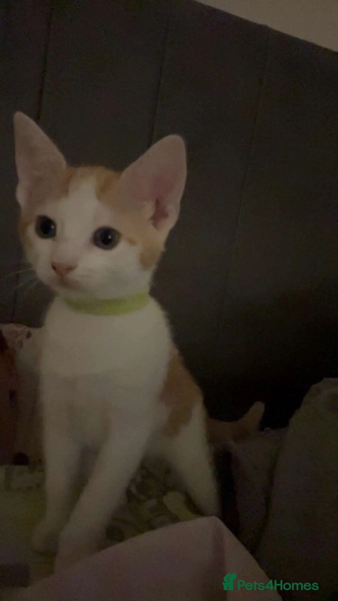 Turkish Angora cats Male kitten  - Advert 18