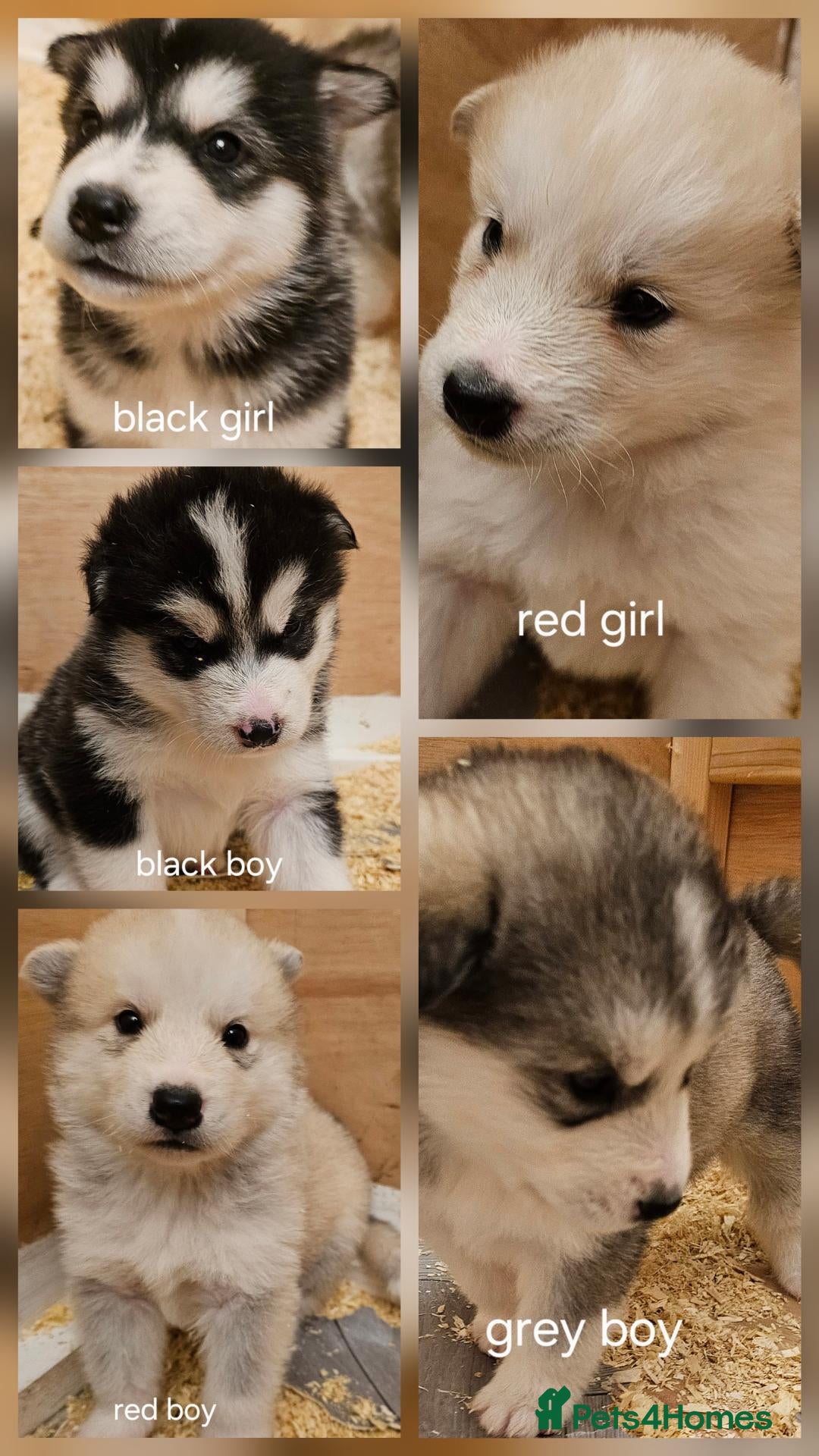 Alaskan Malamute dogs for sale: KC malamute puppies rare colours,exceptional lines - Advert 1