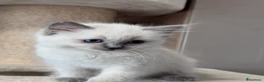 Ragdoll 1