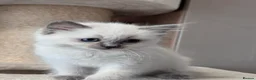 Ragdoll cats for sale: Ragkins Registered pedigree Ragdoll kittens  - Advert 10