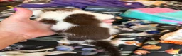 Mixed Breed cats for sale: Two female kittens for sale - Advert 13