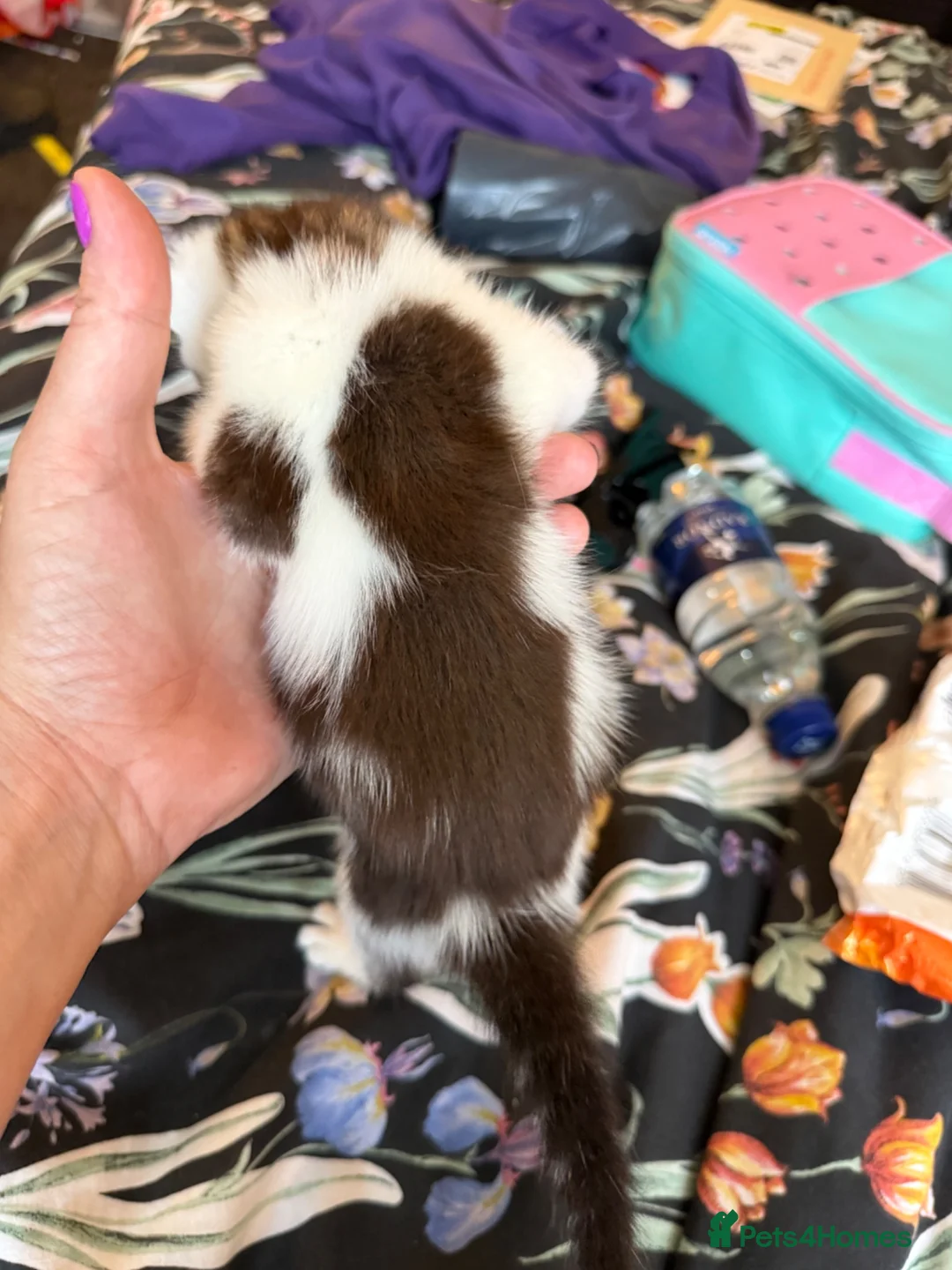 Mixed Breed cats for sale: Two female kittens for sale - Advert 13