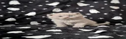 British Shorthair cats for sale: British shorthair kittens  - Advert 5