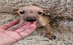 Italian Greyhound dogs for sale: KC reg  Italian greyhound puppies  - Image 5