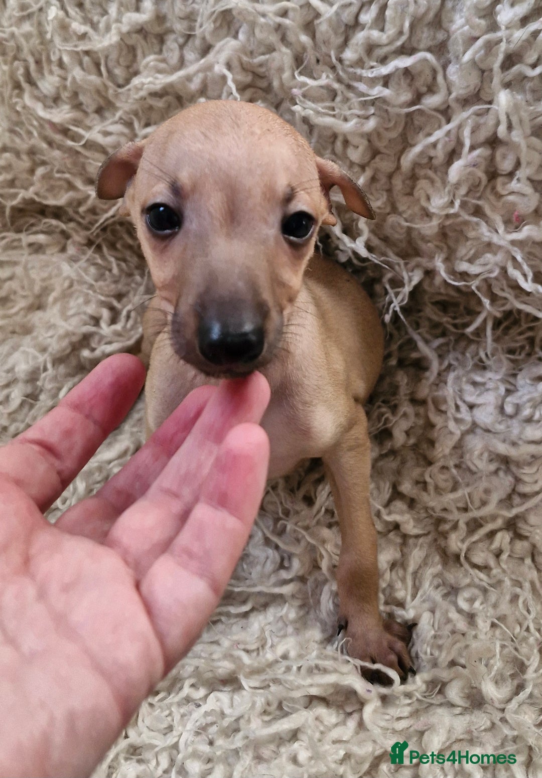 Italian Greyhound dogs for sale: KC reg  Italian greyhound puppies  - Image 5