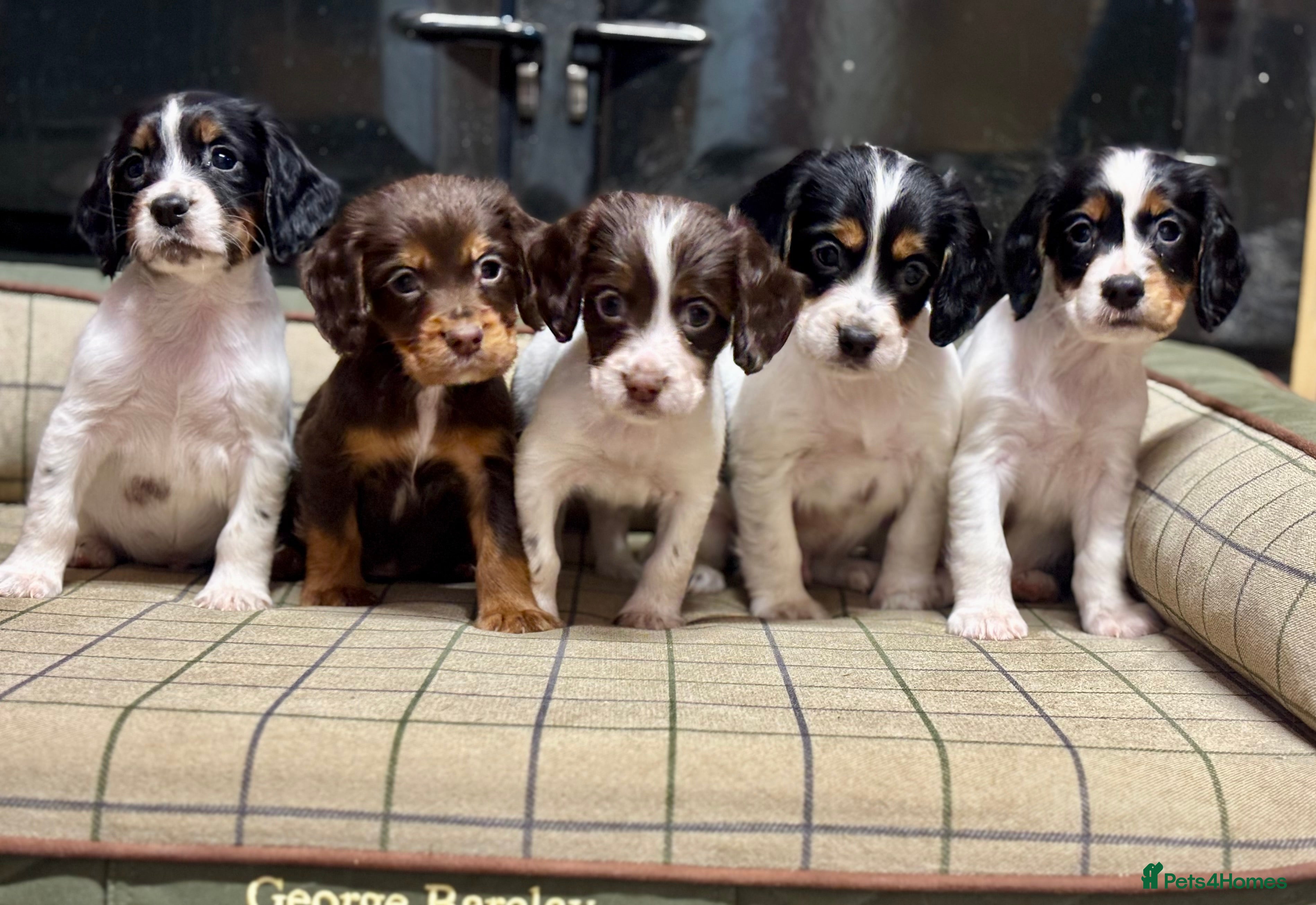 Cocker Spaniel dogs Stunning Cocker Spaniel Puppies  - Advert 2