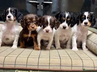 Cocker Spaniel dogs Stunning Cocker Spaniel Puppies - Advert 3
