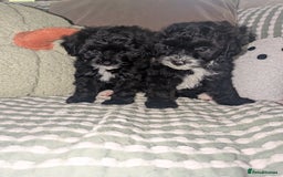 Maltipoo dogs for sale: Maltipoo  - Image 3