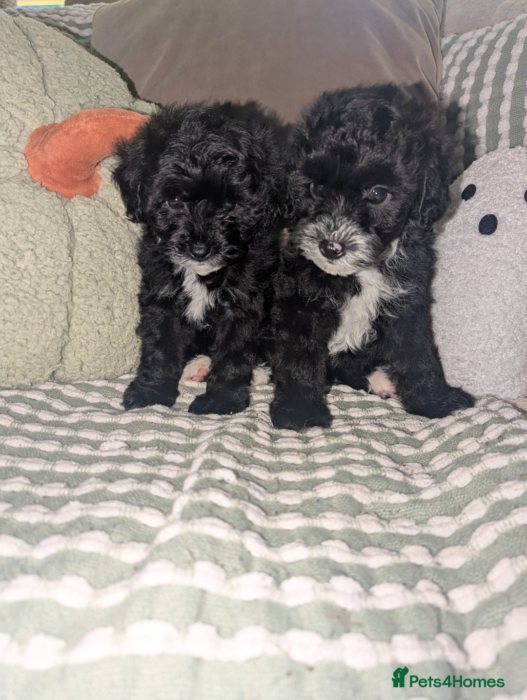 Maltipoo dogs for sale: Maltipoo  - Image 3