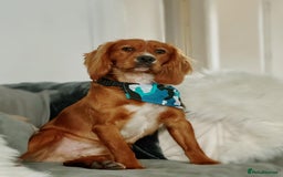 Cocker Spaniel dogs for stud: Red KC registered Cocker Spaniel for Stud - Image 4