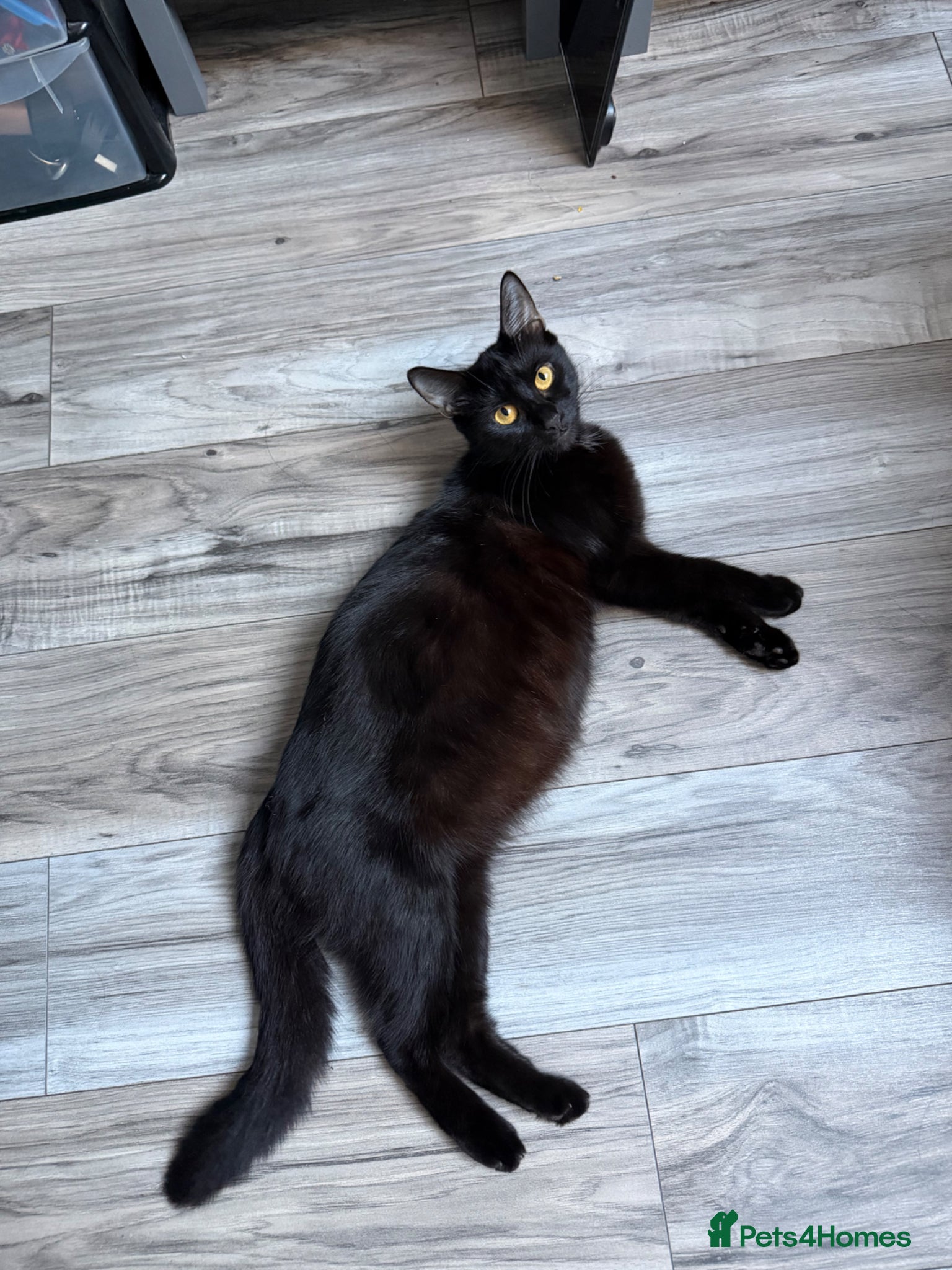 Mixed Breed cats Kittens for sale 🙌🏽 - Advert 6
