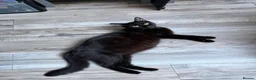 Mixed Breed cats for sale: Kittens for sale 🙌🏽 in London - Advert 1