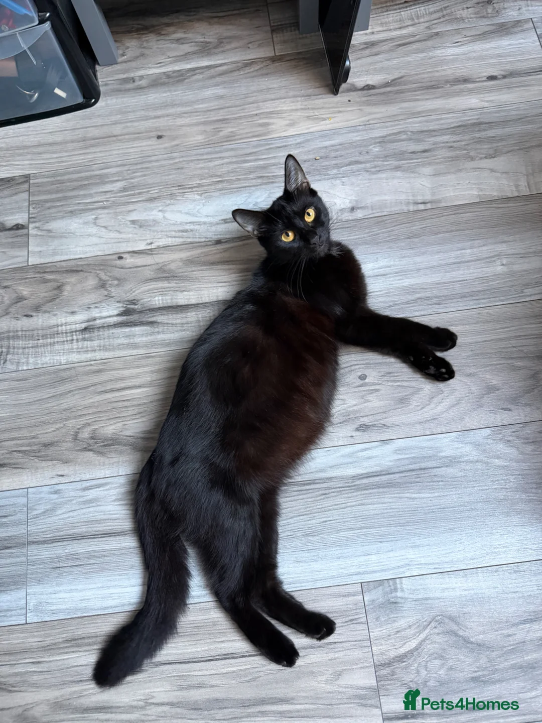 Mixed Breed cats for sale: Kittens for sale 🙌🏽 in London - Advert 1