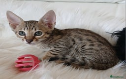 Savannah cats for sale: Stunning  Savannahs - Image 4