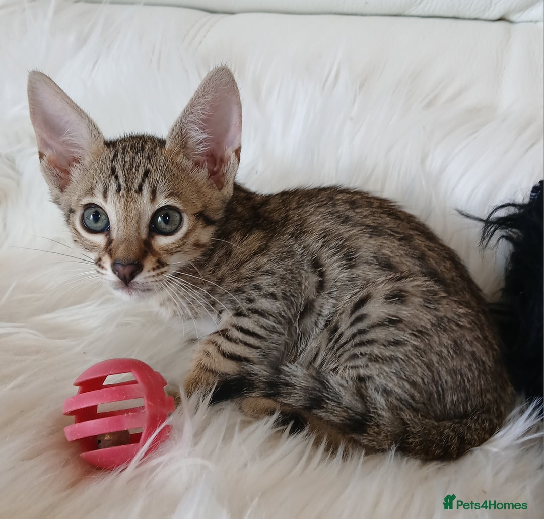 Savannah cats for sale: Stunning  Savannahs - Image 4