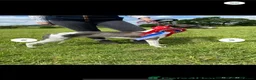 Whippet dogs for sale: Exceptional litter of KC whippets - Advert 17