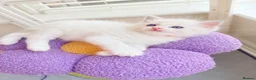 Ragdoll cats for sale: Gorgeous Tica registered Ragdoll  kittens - Advert 11