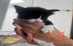Mixed Breed cats for sale: 8 Gorgeous kittens looking for their forever homes - Image 19