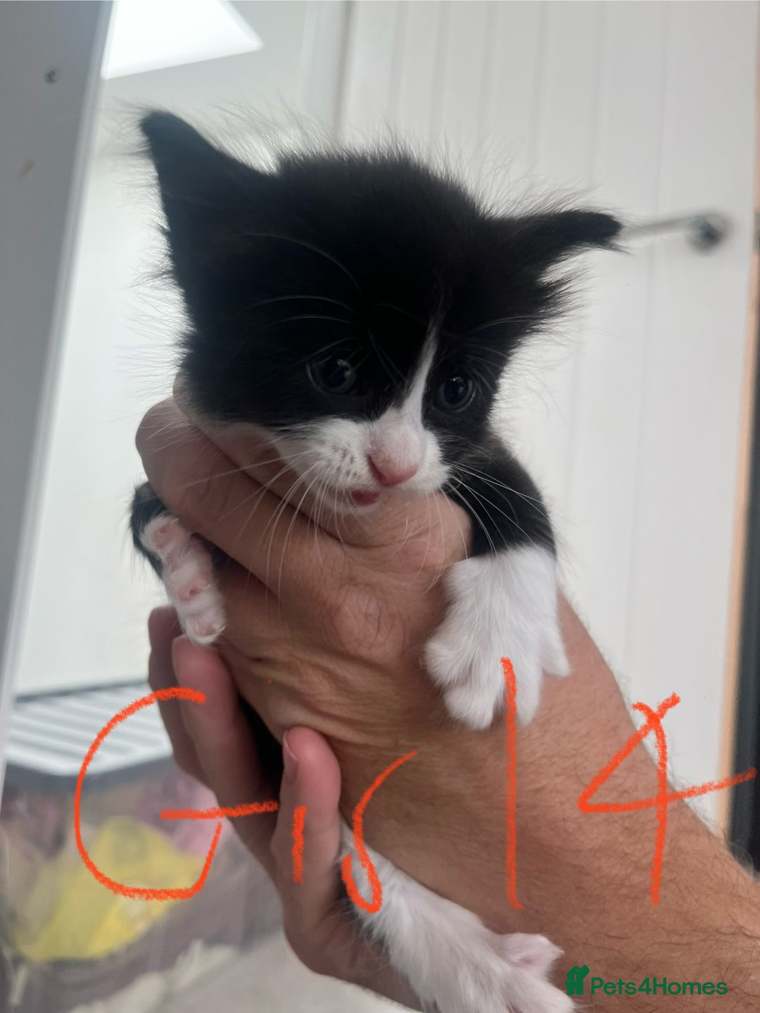 Mixed Breed cats for sale: 8 Gorgeous kittens looking for their forever homes - Image 19